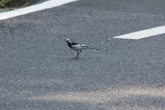 白線通りますよ
