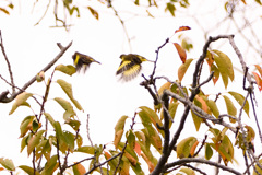 枝上のカワラヒワ