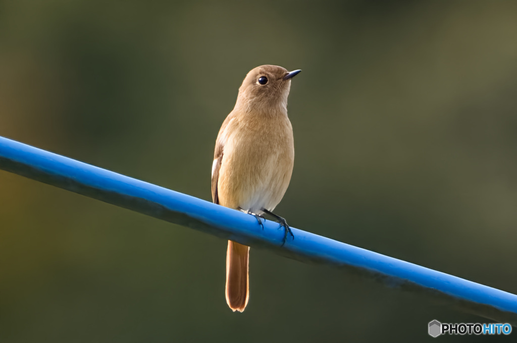 電線のお嬢さん
