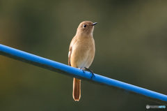 電線のお嬢さん