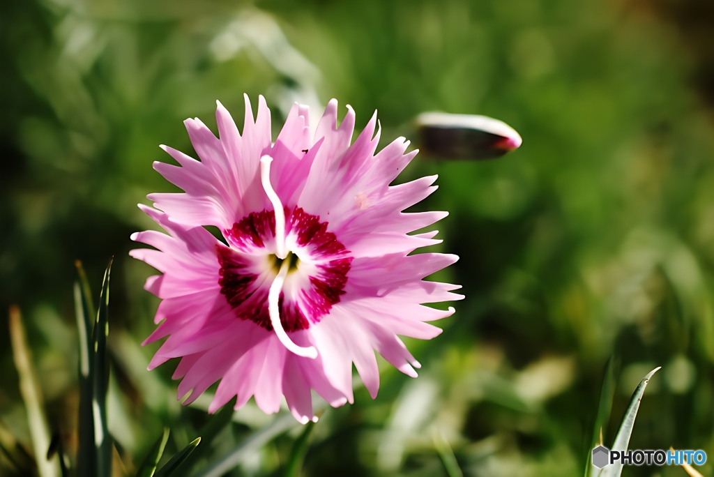 撫子(なでしこ)