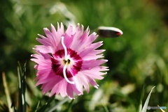 撫子(なでしこ) 撫子(なでしこ)