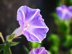 塀際の華