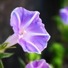 塀際の華
