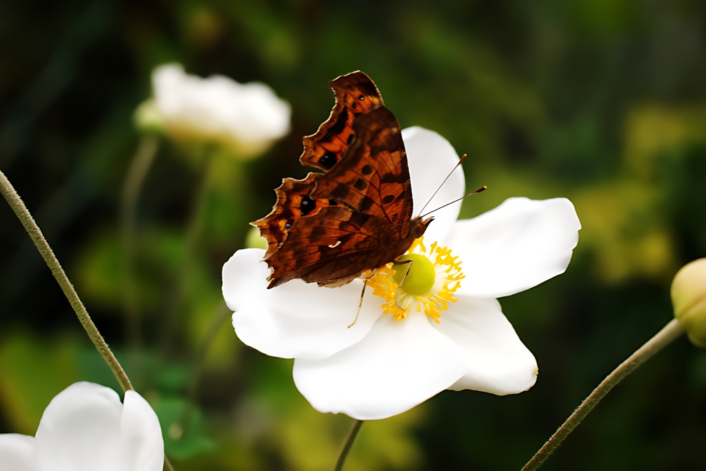 白シュウメイギクに留まる蝶