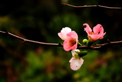 桜でも梅でもない。
