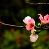 桜でも梅でもない。
