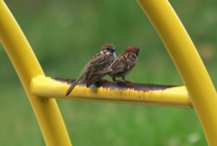 公園にてすずめ親子