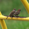 公園にてすずめ親子