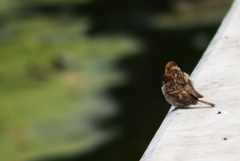 ふたり。