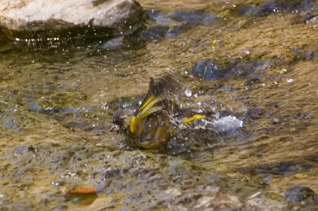 河原のカワラヒワ
