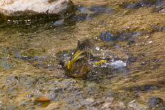 河原のカワラヒワ