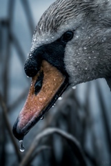 The Cold Holds Everything