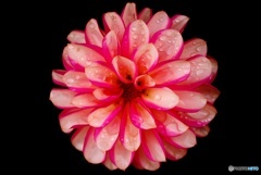 マダムダリアの風格 マダムダリアの風格