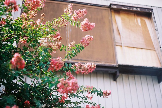 ピンクの花の木と建物(/・ω・)/
