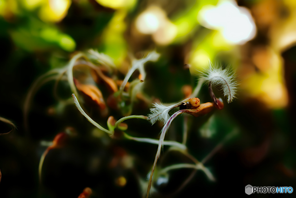 彼岸花だった頃の面影