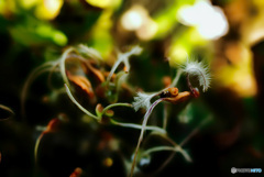 彼岸花だった頃の面影