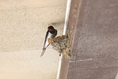 巣立ったツバメや親鳥たちのその後。