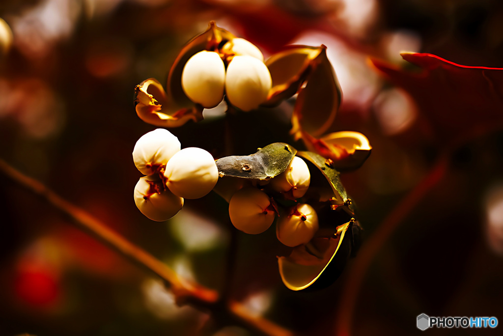 殻と踏む、白き実の痕