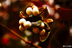 殻と踏む、白き実の痕