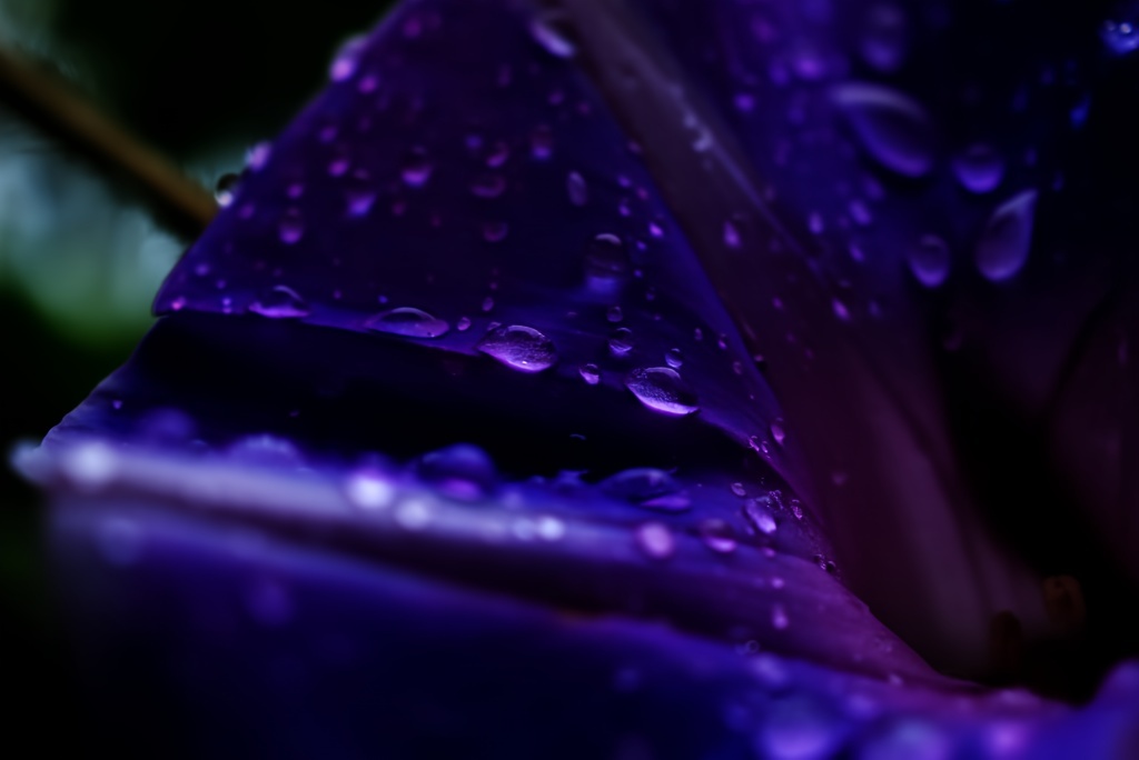 雨情に咲く。