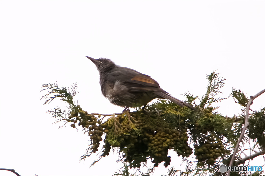 鵯の幼鳥