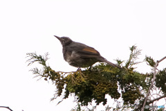 鵯の幼鳥