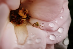 薔薇と人面蜘蛛