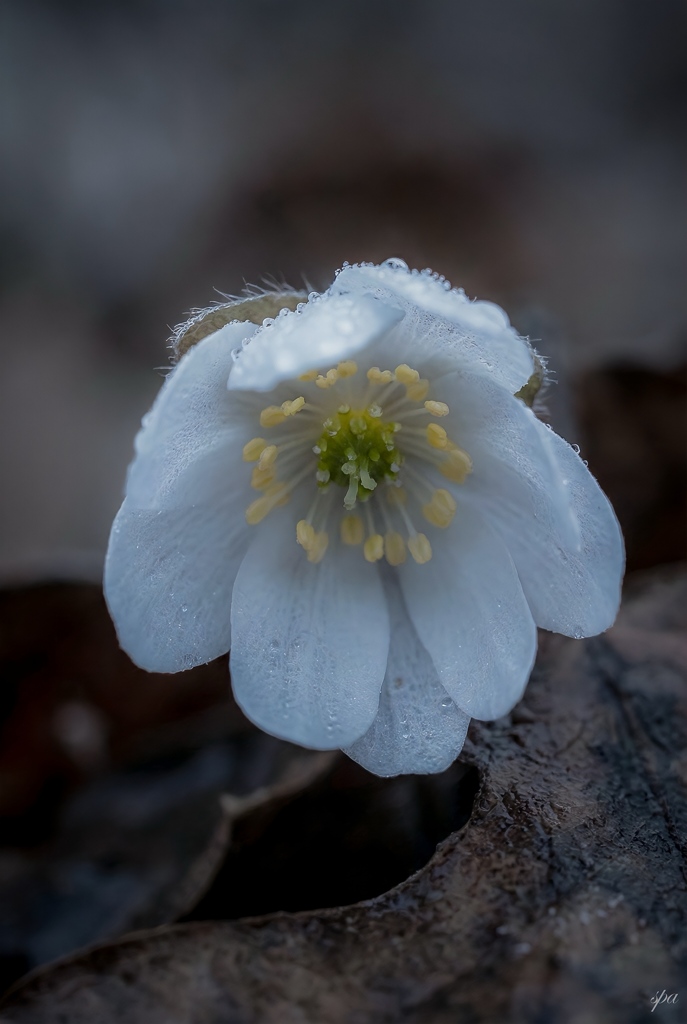 Where Softness Begins