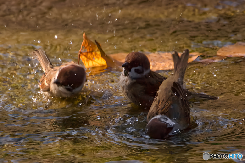 仲良く水浴びタイム♪
