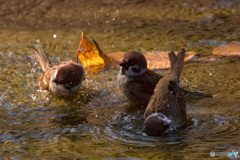仲良く水浴びタイム♪
