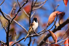 紅葉と雀