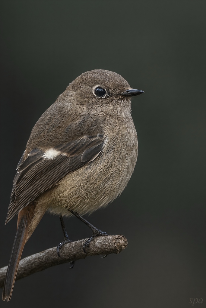 淡く、在りたい。