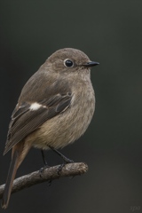 淡く、在りたい。