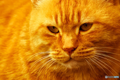 茶猫探訪◆三丁目