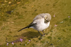 もふもふ