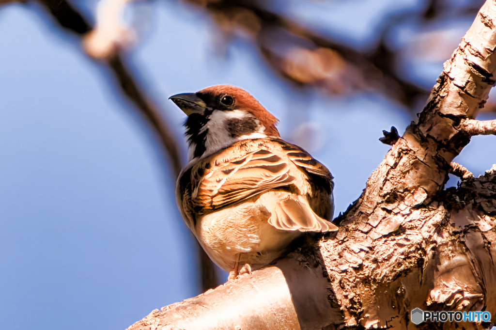 見上げてごらんよ、冬の空に