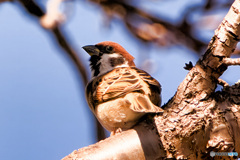 見上げてごらんよ、冬の空に