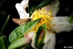 白山茶花にセセリ