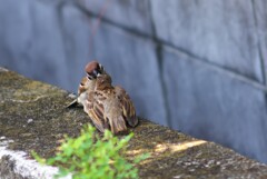 ８月のすずめ大賞   -教育-