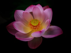 蓮1