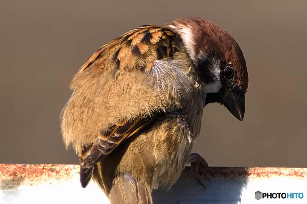 茶色のちゃんちゃんこ