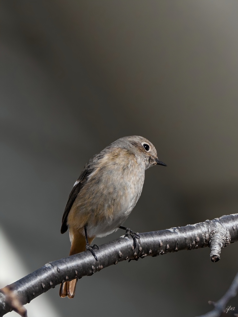 Listening Just a Little