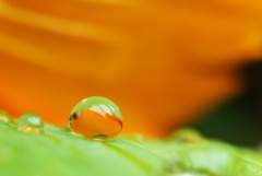 orange