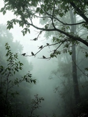 Deep forest,Soft whisper