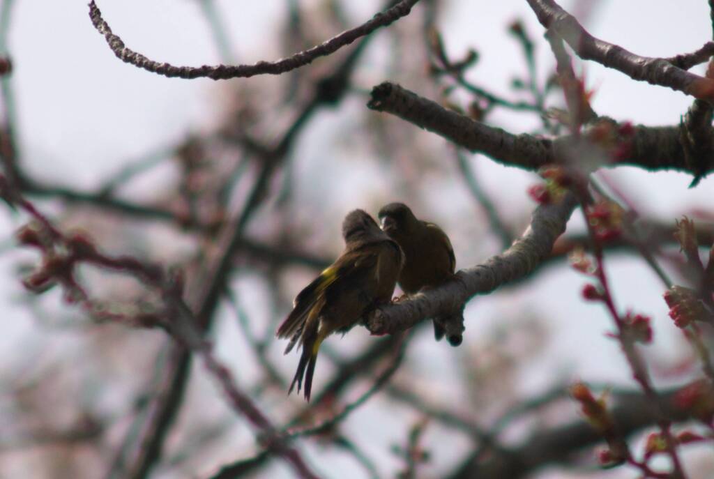 野鳥日誌：ほっこりカワラヒワ