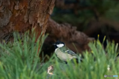 松の木と四十雀