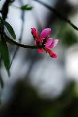 野草 ヤブハギ
