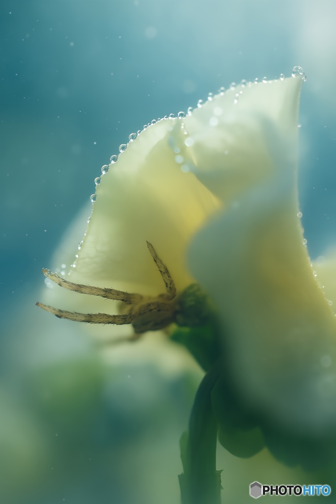 小さな手のひら