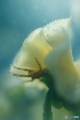 小さな手のひら